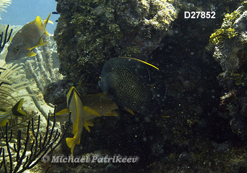 French Angelfish (Pomacanthus paru)